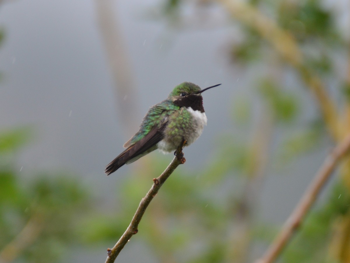 Broad-tailed Hummingbird - Michael Turso