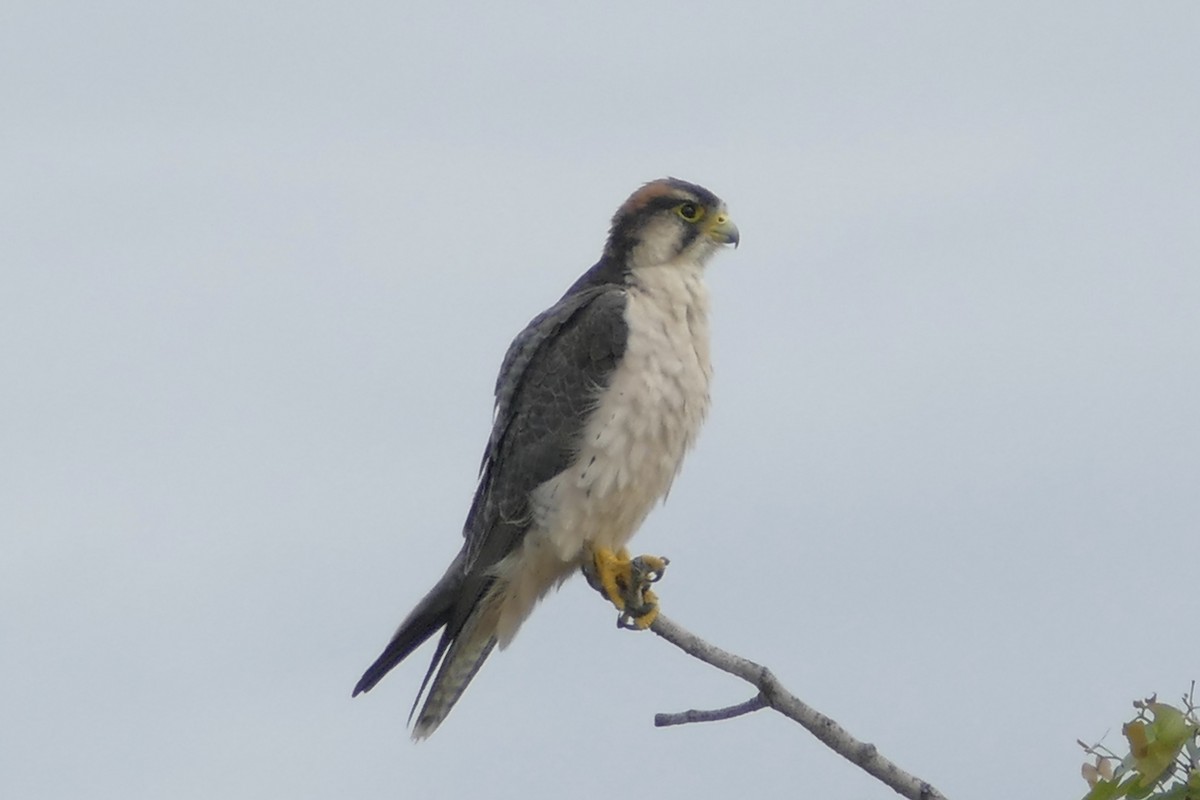 Lanner Falcon - Peter Kaestner