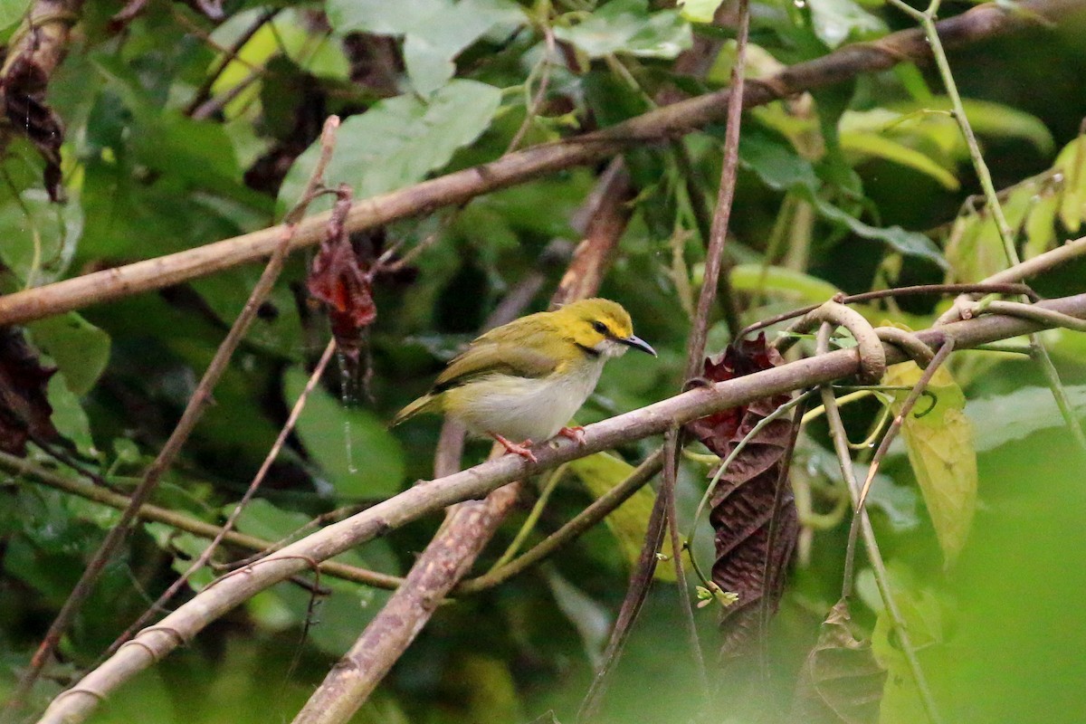 Yellow-browed Camaroptera - Tommy Pedersen