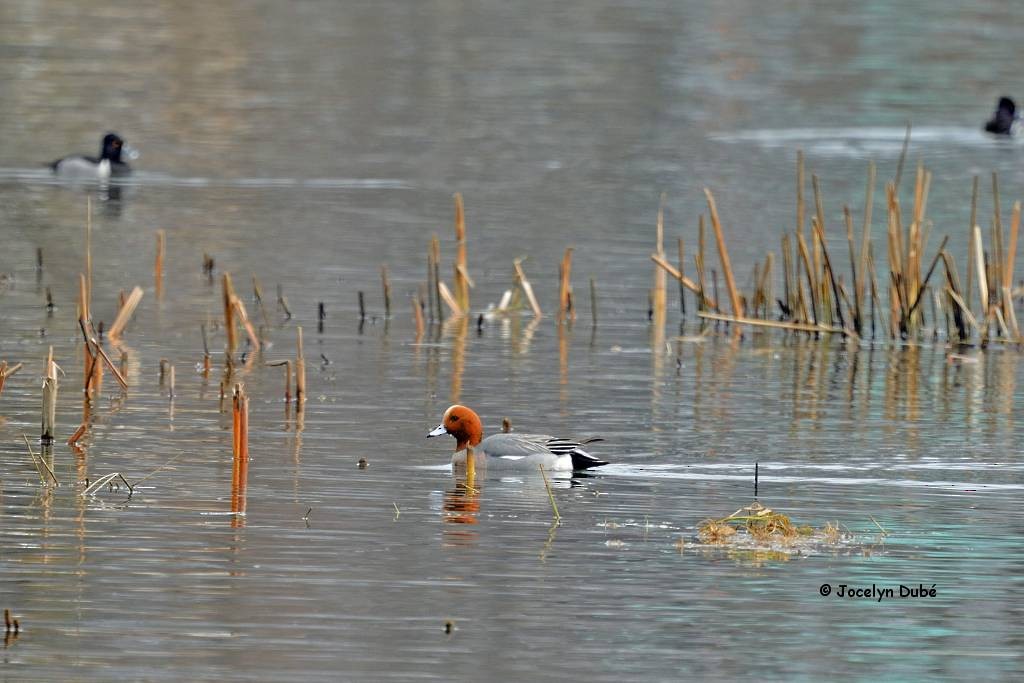 Eurasian Wigeon - ML93861781