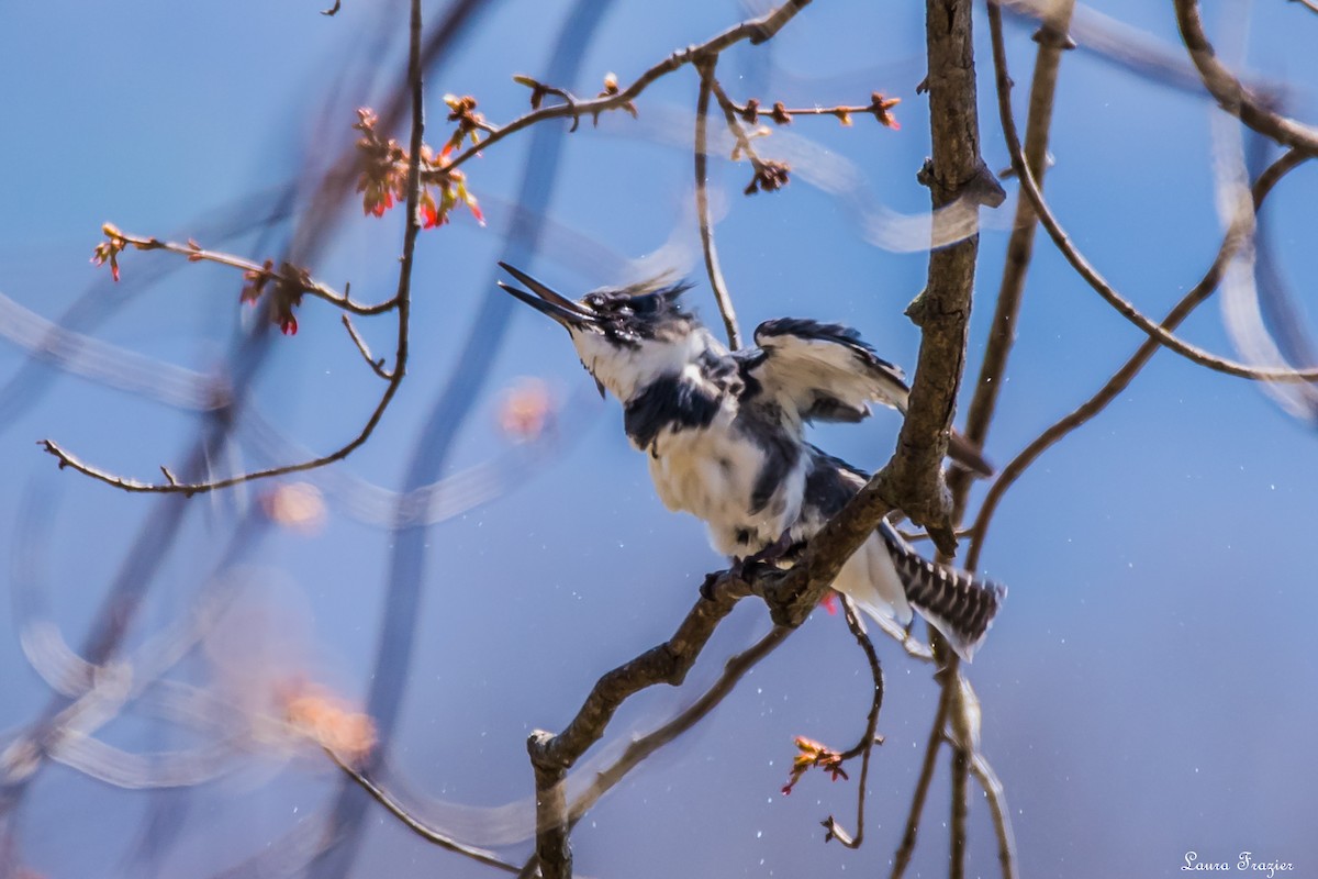 Belted Kingfisher - LAURA FRAZIER