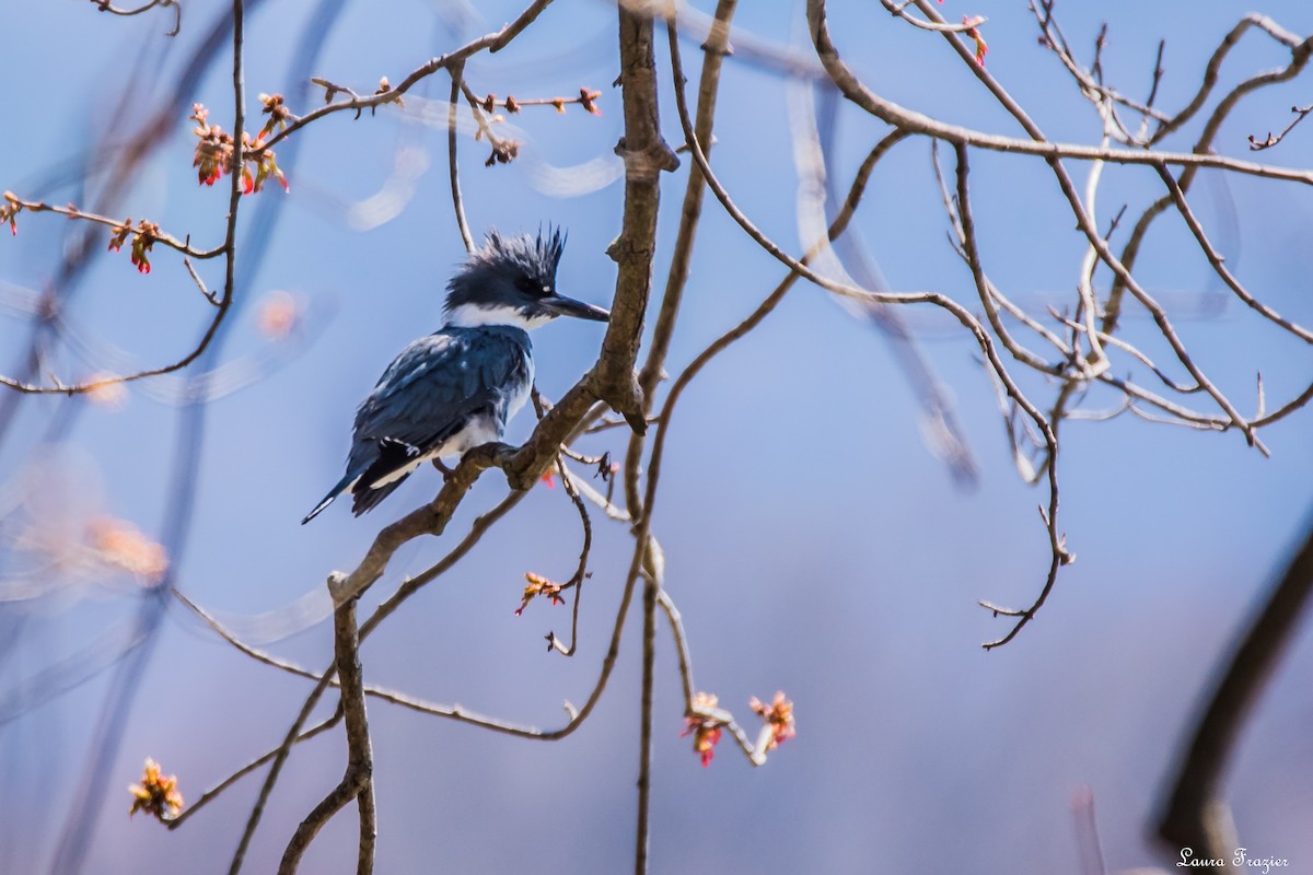 Belted Kingfisher - LAURA FRAZIER