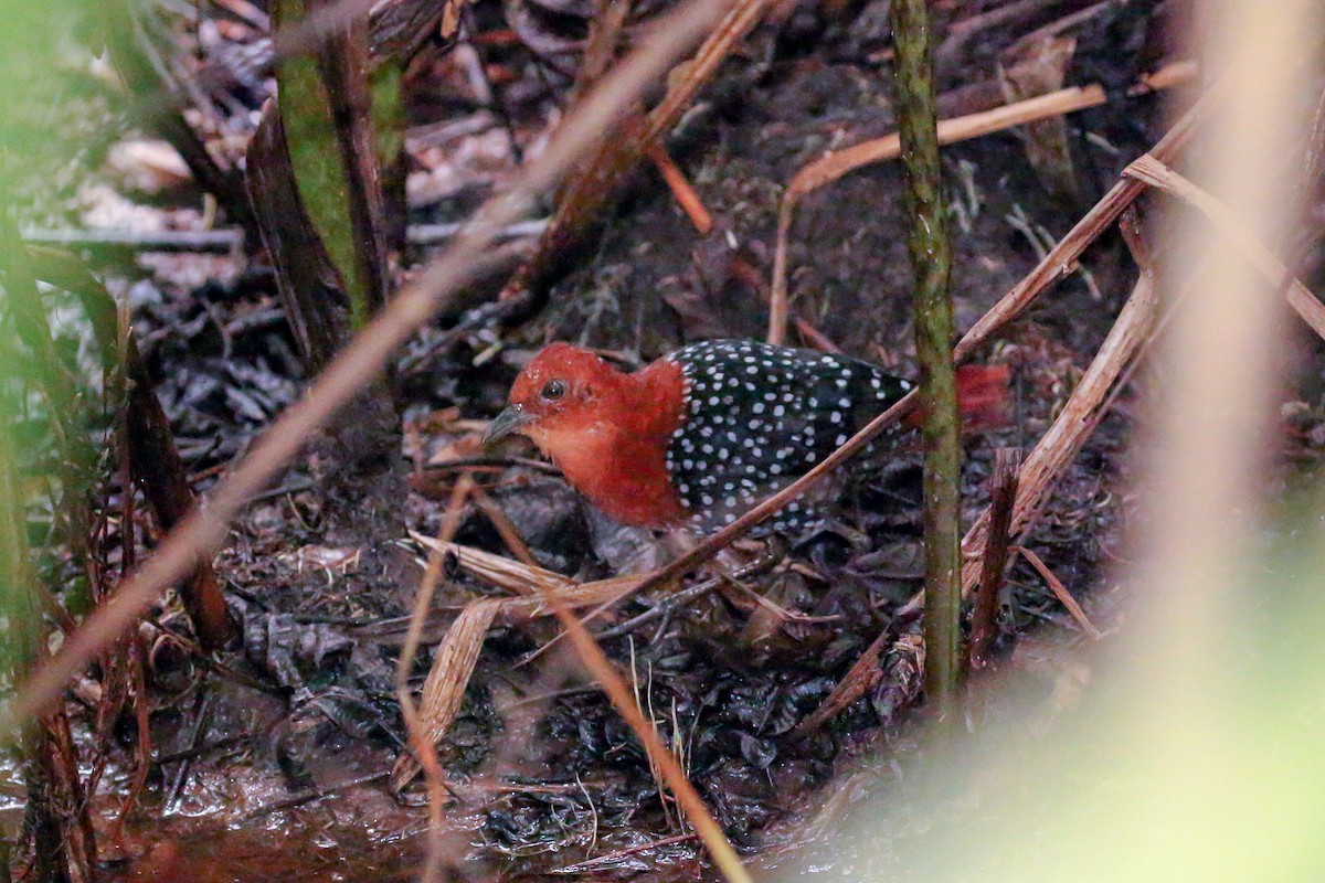 White-spotted Flufftail - ML93864511