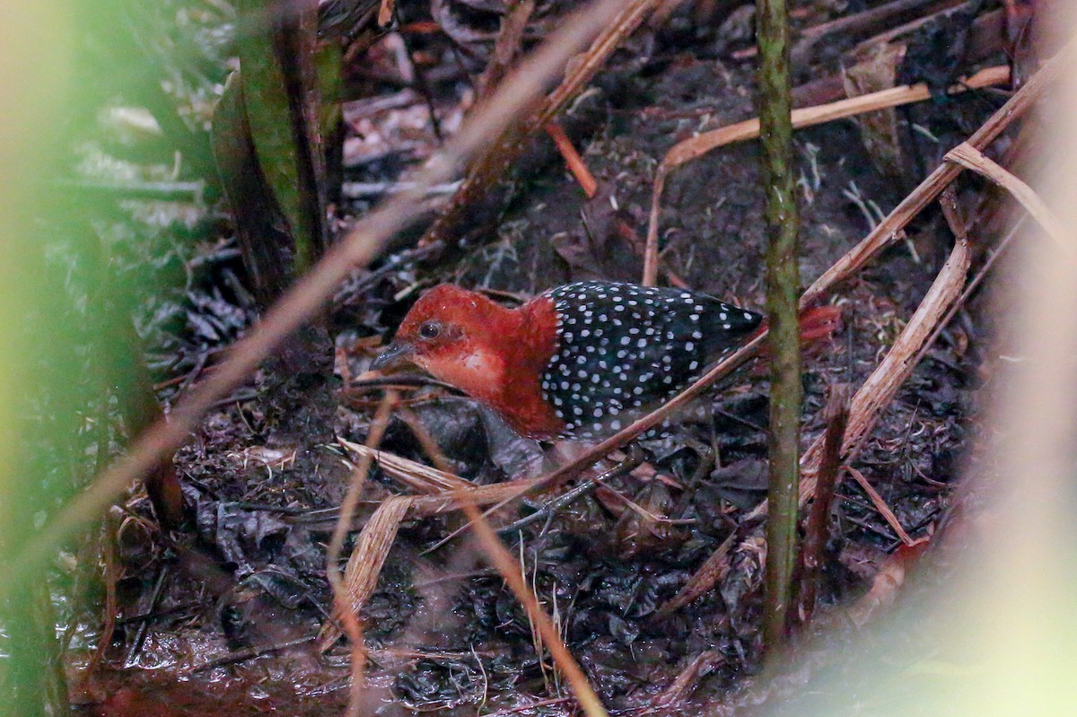 White-spotted Flufftail - ML93864541