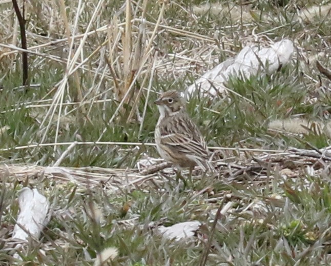 Vesper Sparrow - ML93868901