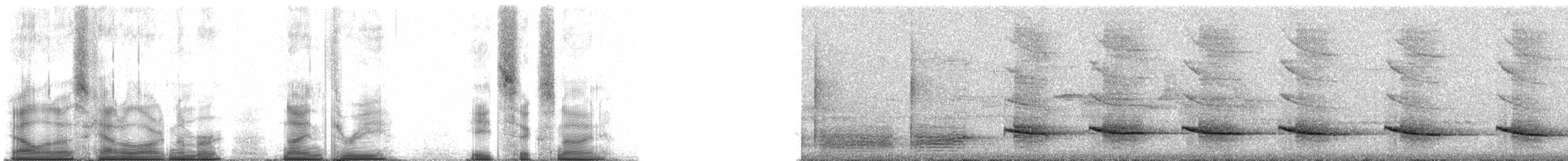 Крючкоклювая ванга (cetera) - ML93869