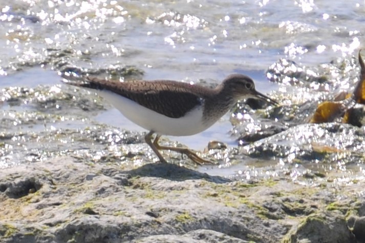 Common Sandpiper - ML93869211