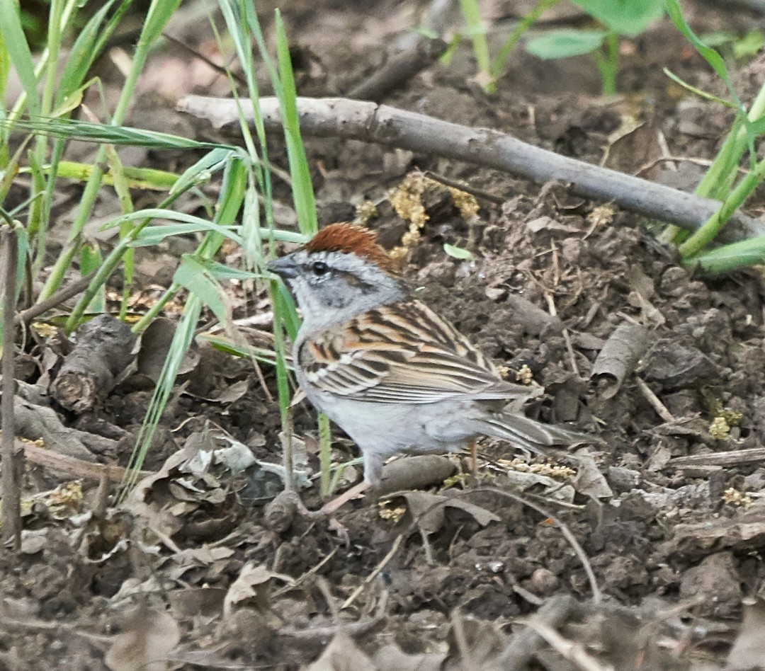 Chipping Sparrow - ML93869841