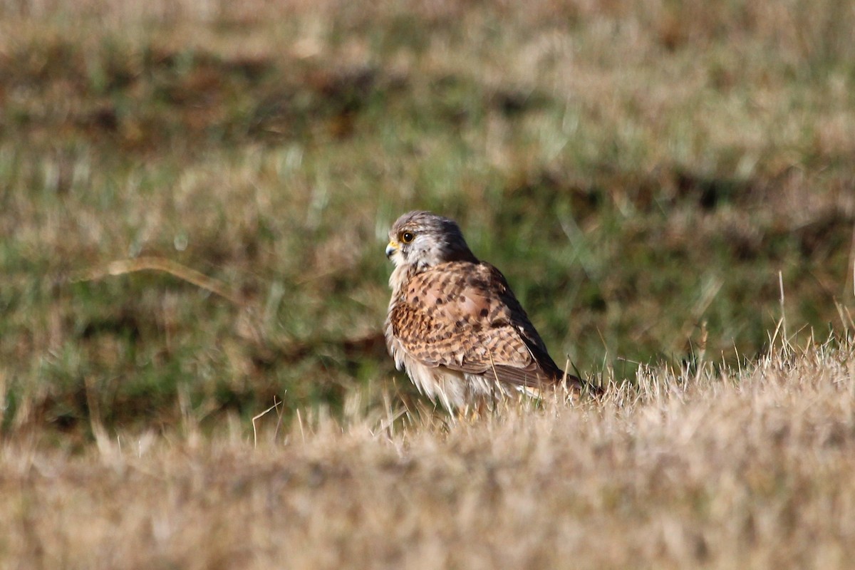 Eurasian Kestrel - ML93870421