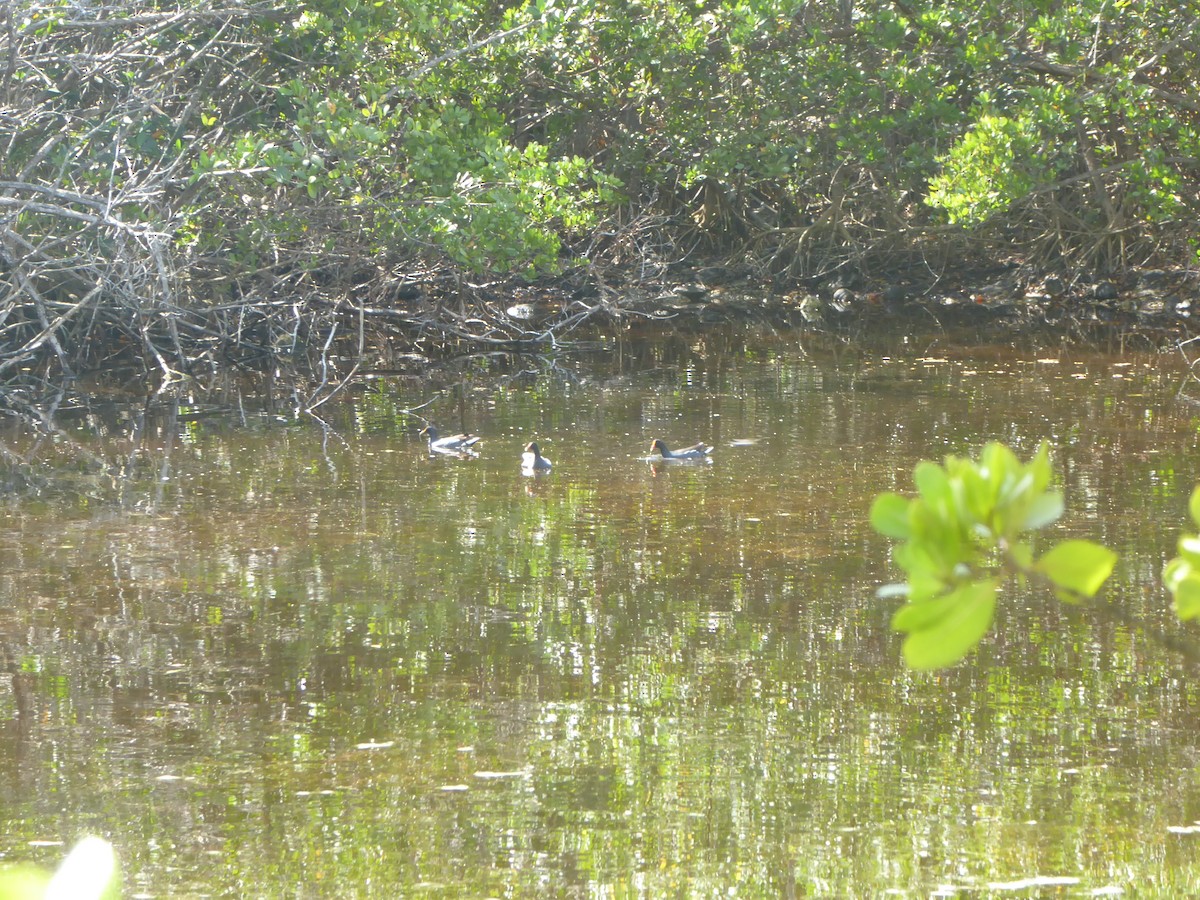 Common Gallinule - ML93870431