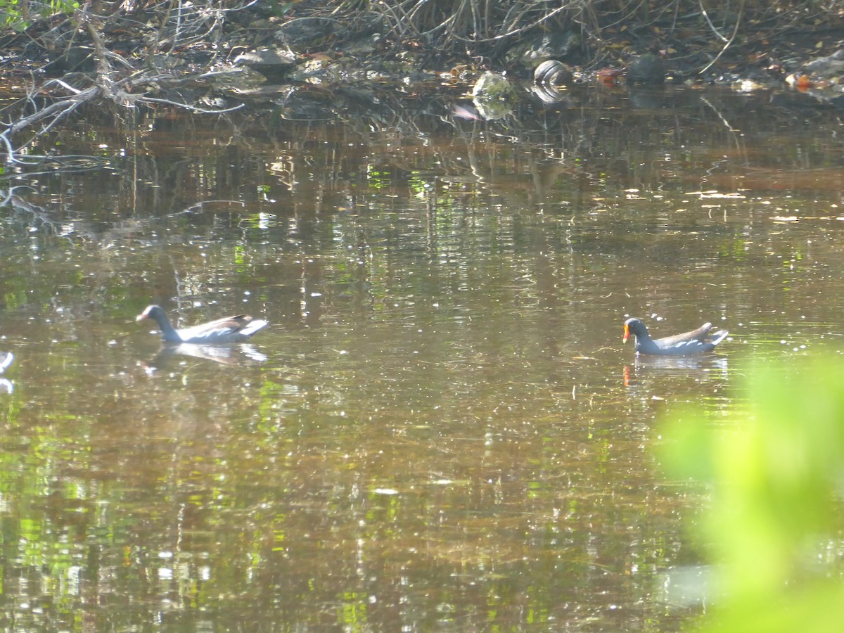 Common Gallinule - ML93870451