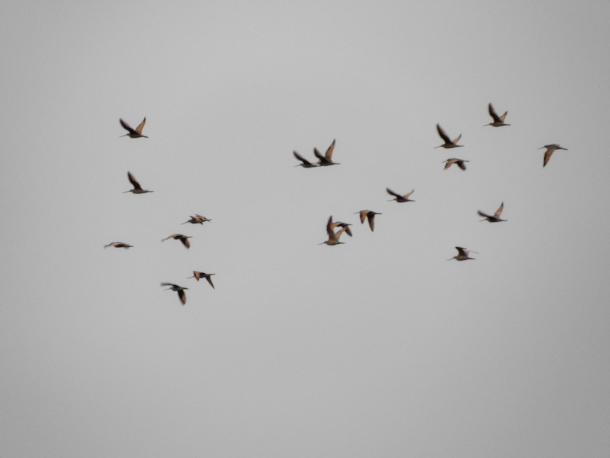 Marbled Godwit - David Womer