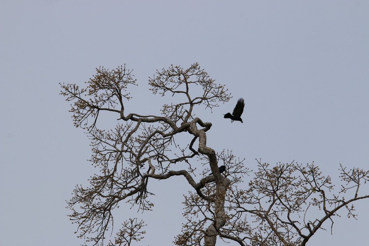 American Crow - ML93871481