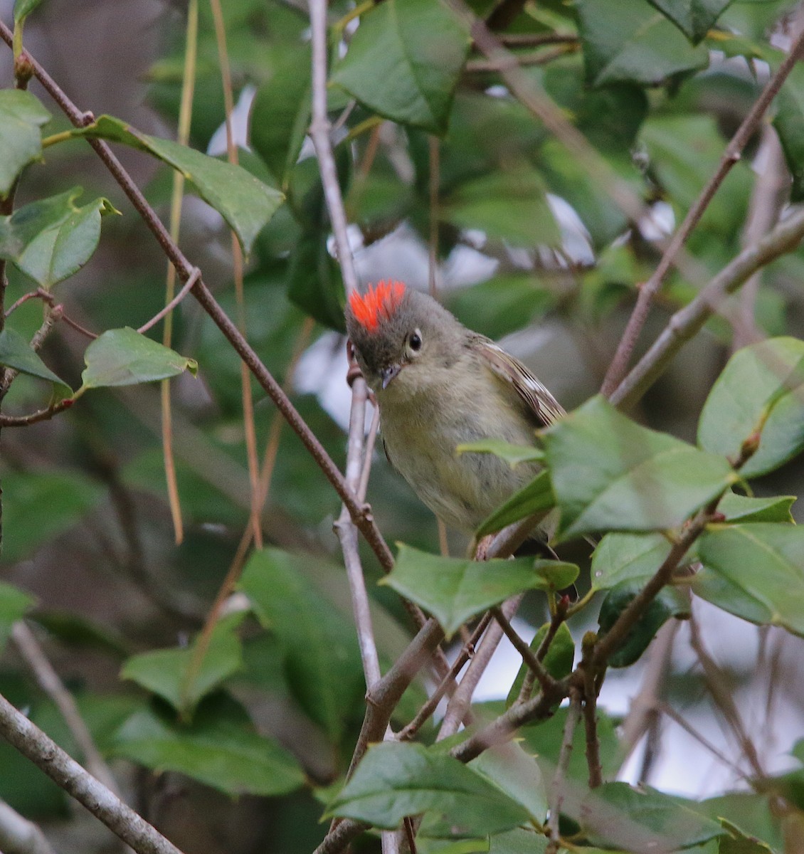 Ruby-crowned Kinglet - ML93871571