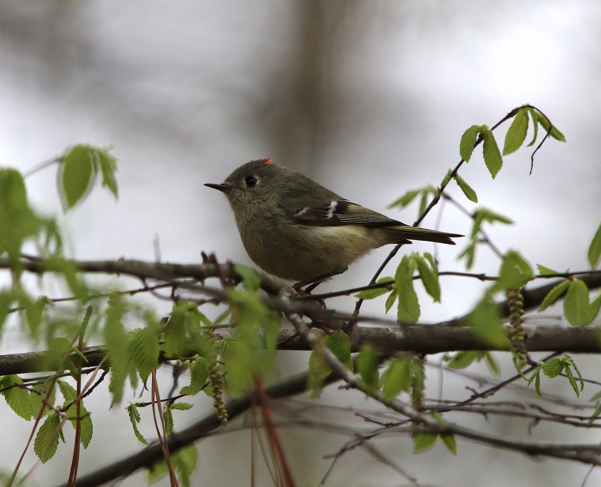 Ruby-crowned Kinglet - ML93871591