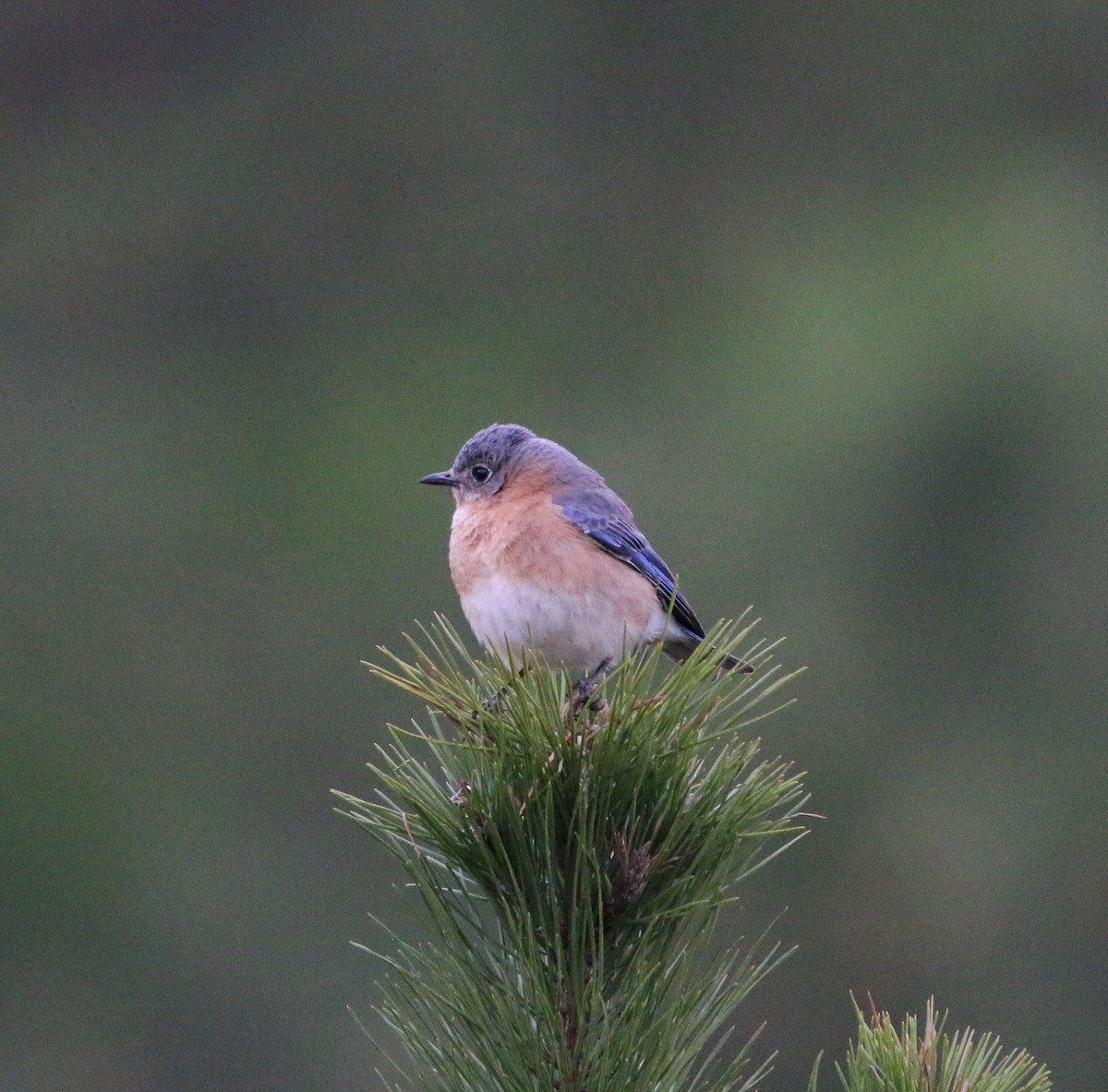 Eastern Bluebird - ML93871691