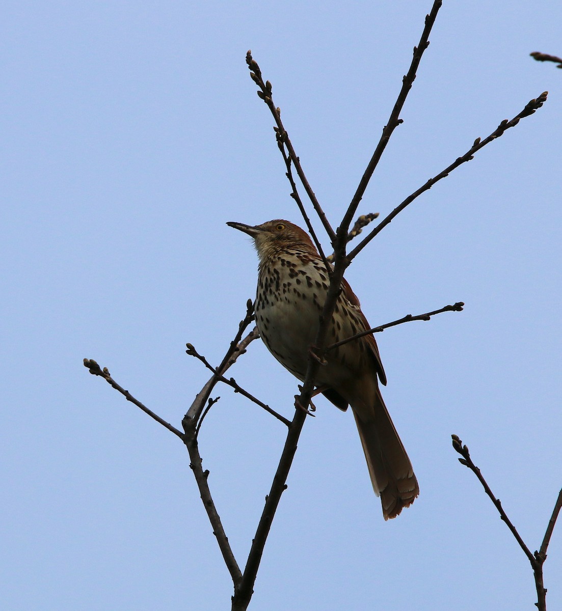 Brown Thrasher - ML93871721