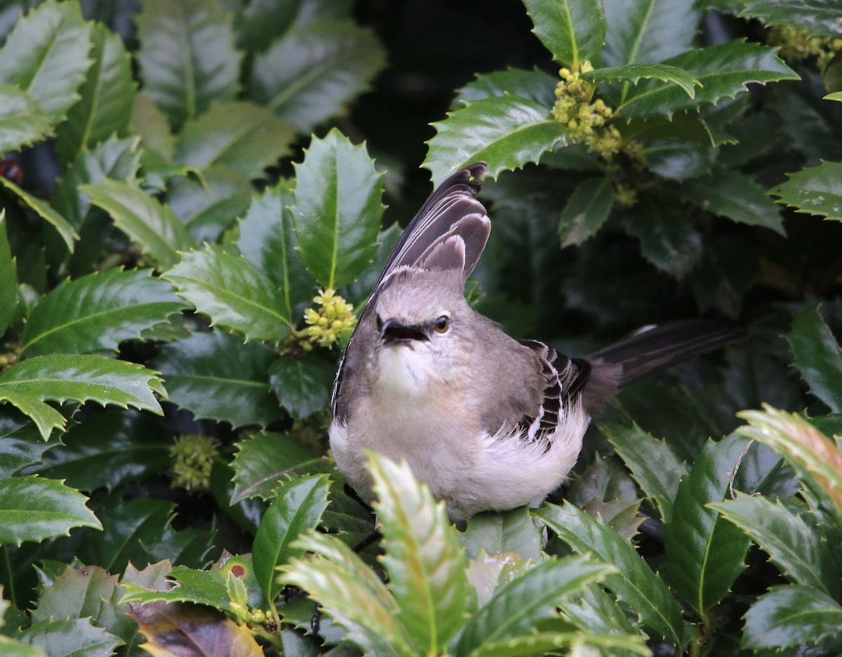 Northern Mockingbird - ML93871811