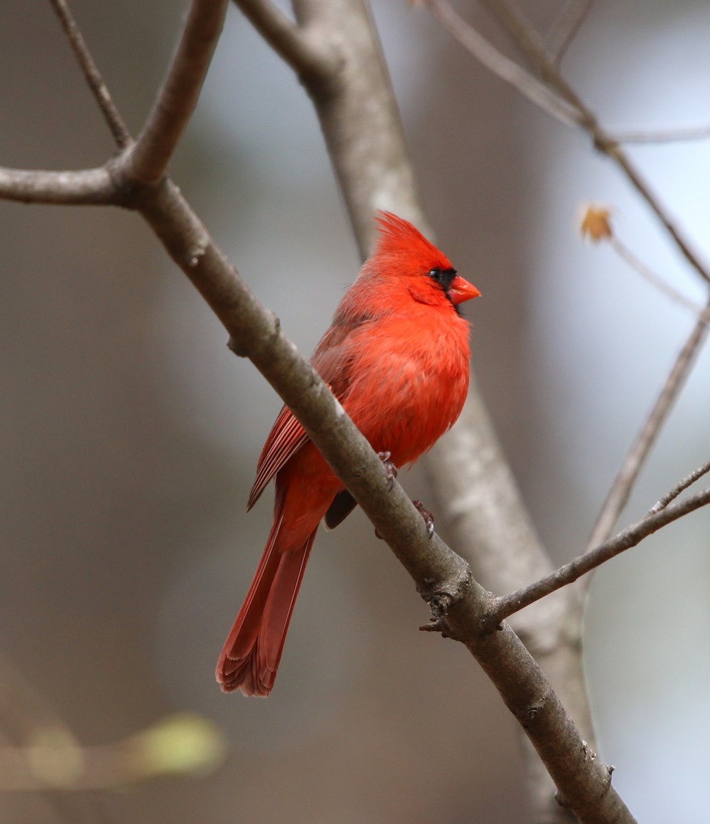 Northern Cardinal - ML93871851