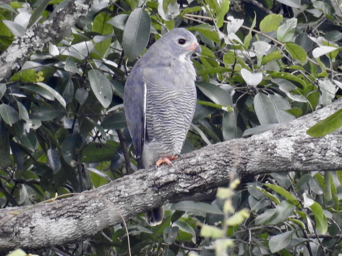 Lizard Buzzard - ML93871861