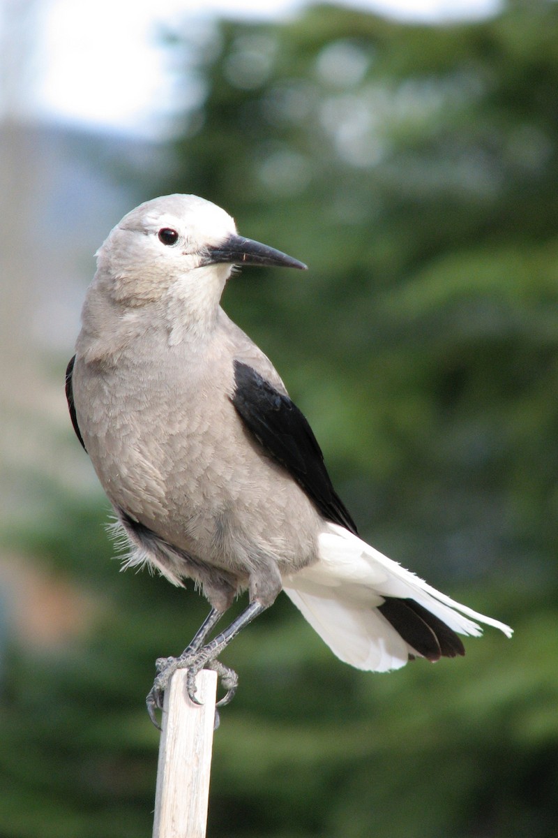 Clark's Nutcracker - ML93872321