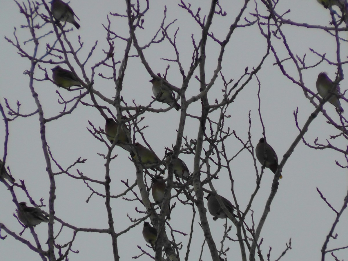 黃連雀 - ML93872571