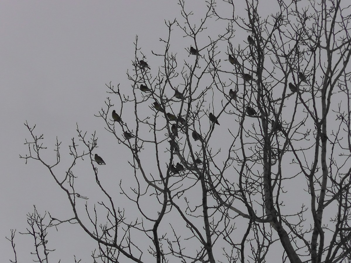 黃連雀 - ML93872651