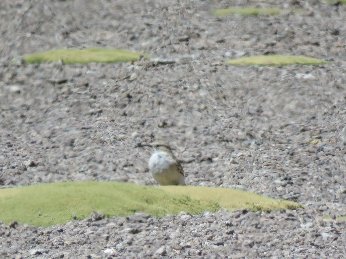 Buff-breasted Earthcreeper - ML93872691