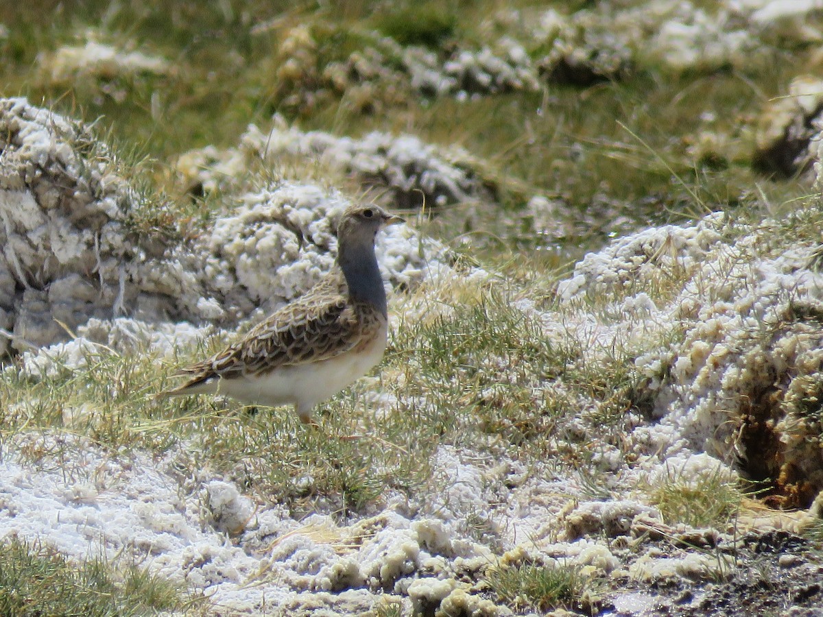 Gray-breasted Seedsnipe - ML93872891