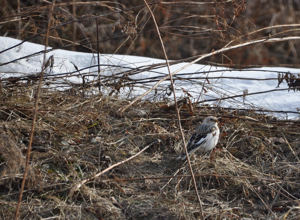 Snow Bunting - ML93873461