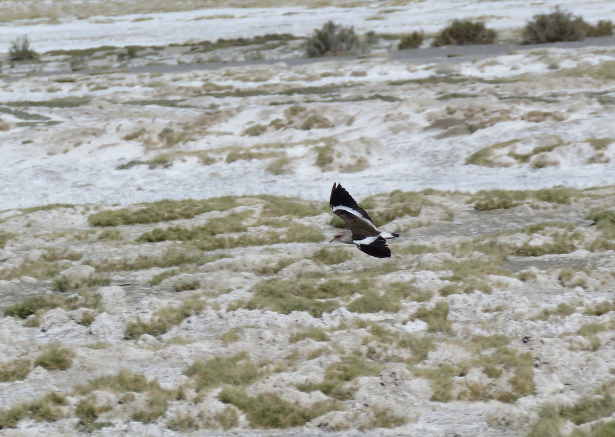 Andean Lapwing - ML93873751