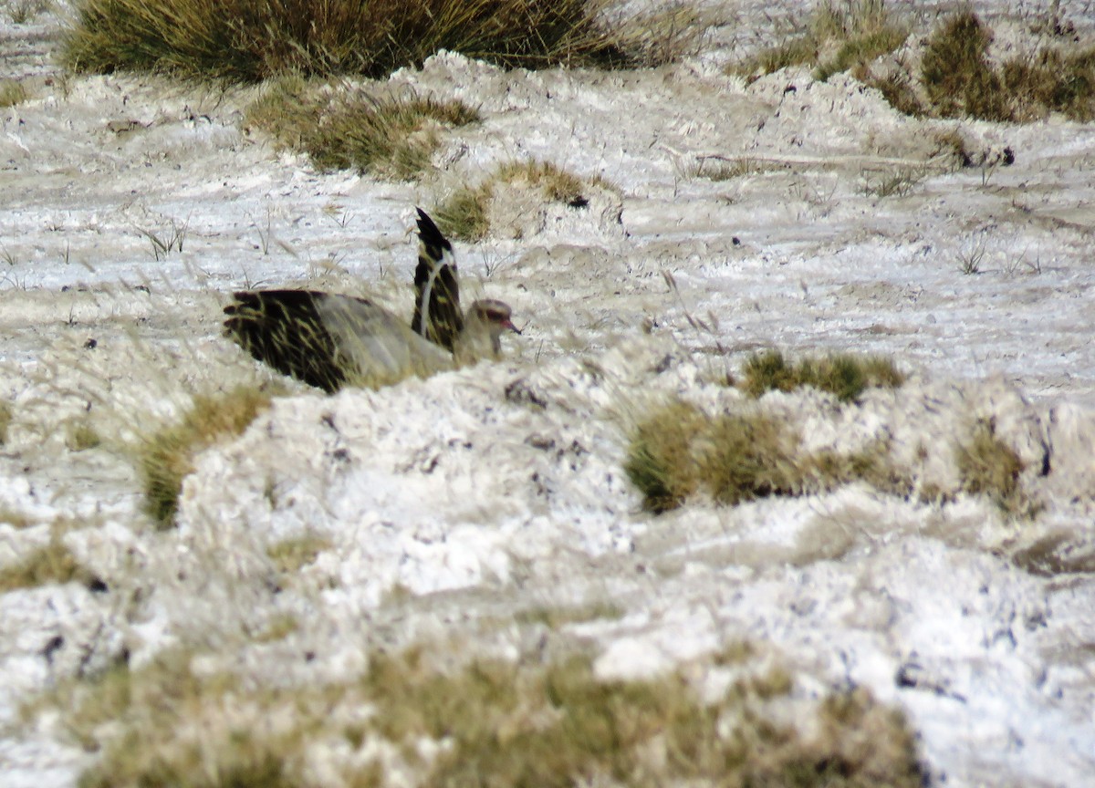 Andean Lapwing - ML93873791