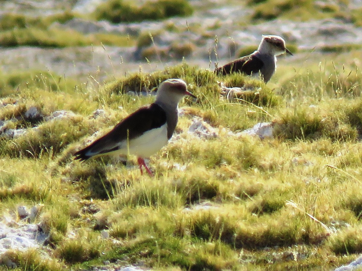 Andean Lapwing - ML93873811