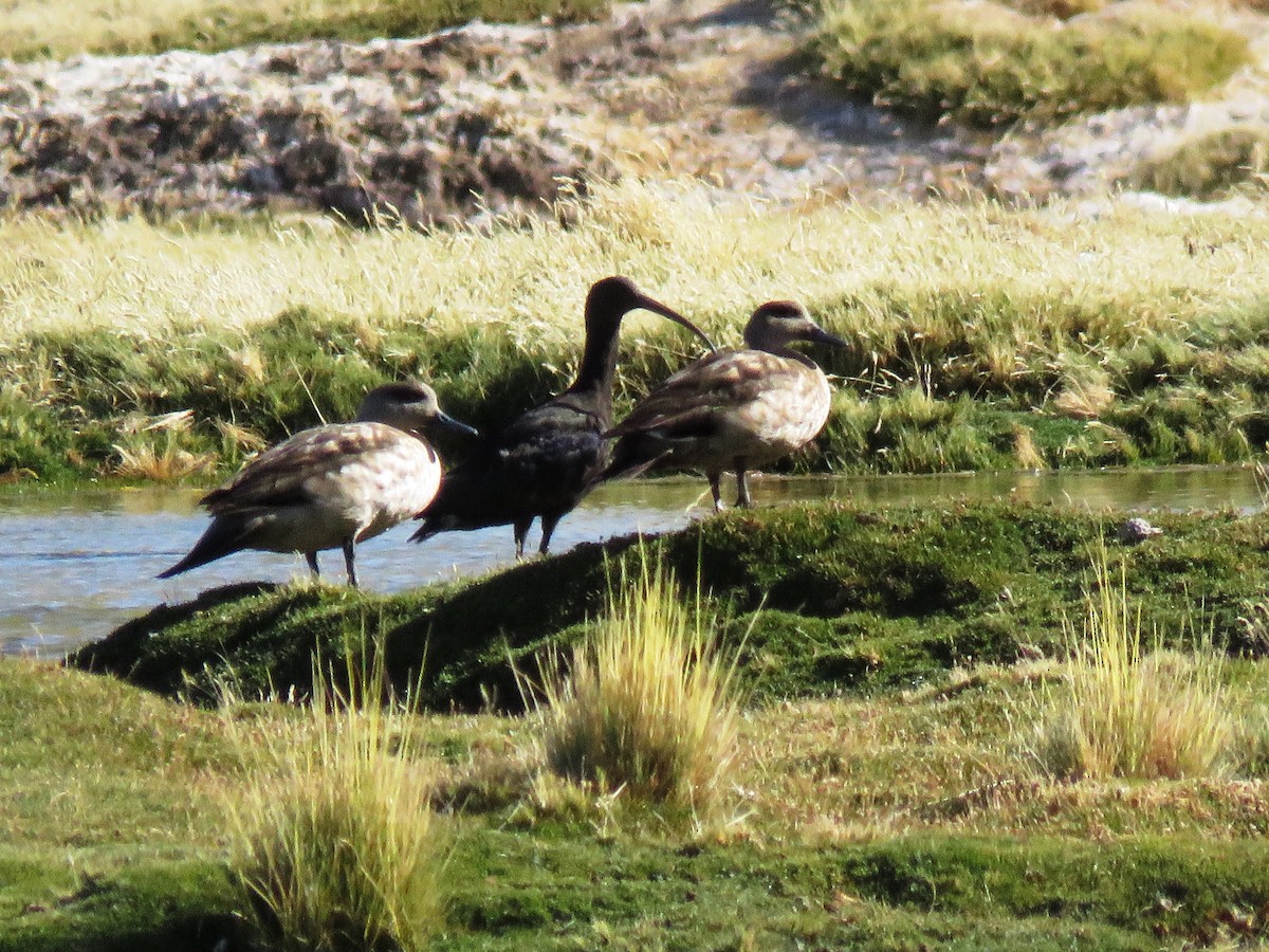 Crested Duck - ML93874621