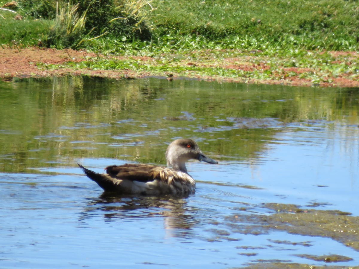 Crested Duck - ML93874711