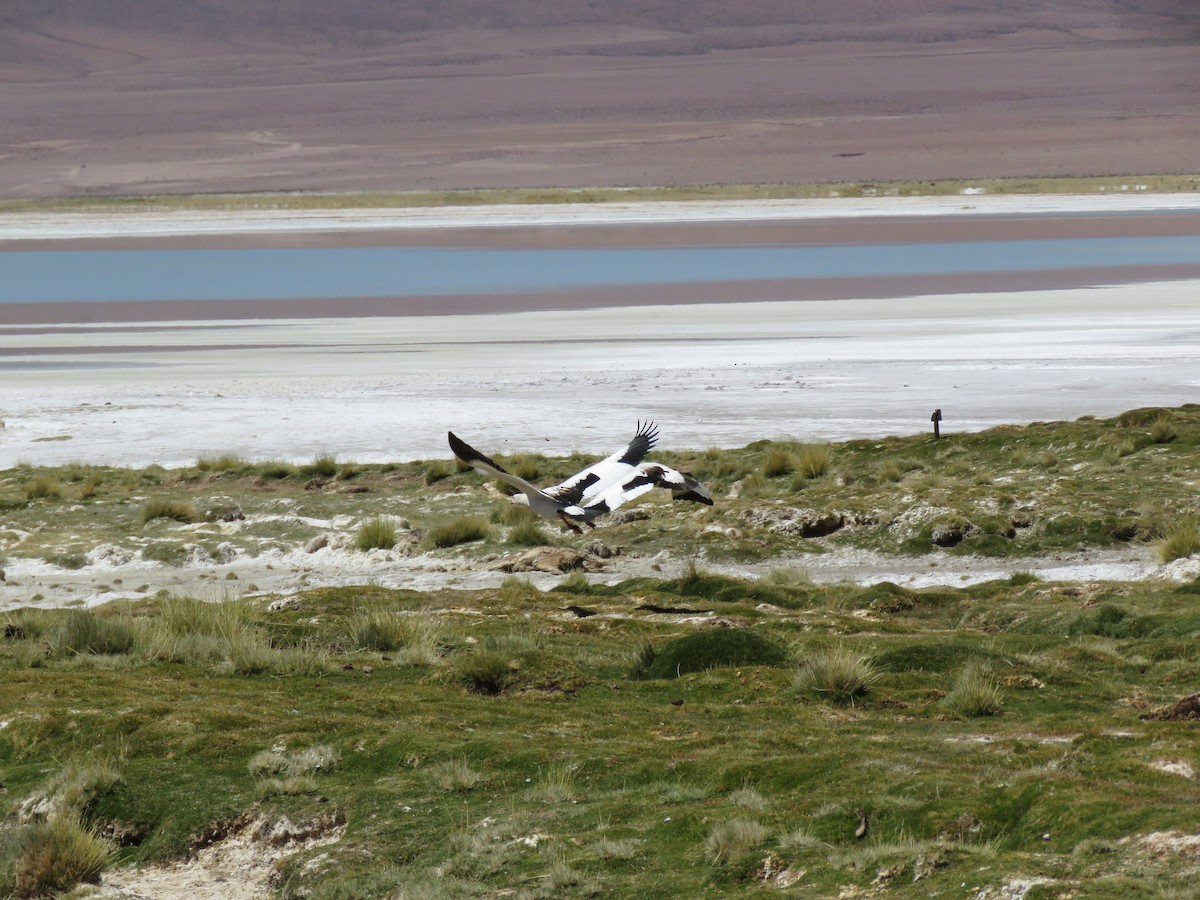 Andean Goose - ML93875011