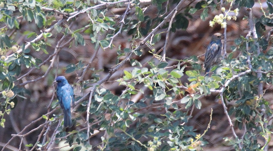 Indigo Bunting - ML93875211