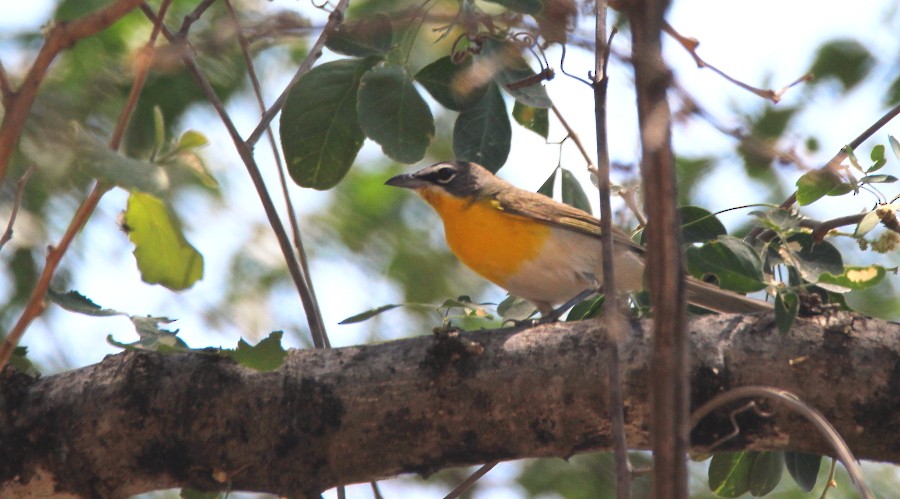 lesníček žlutoprsý (ssp. auricollis) - ML93875871