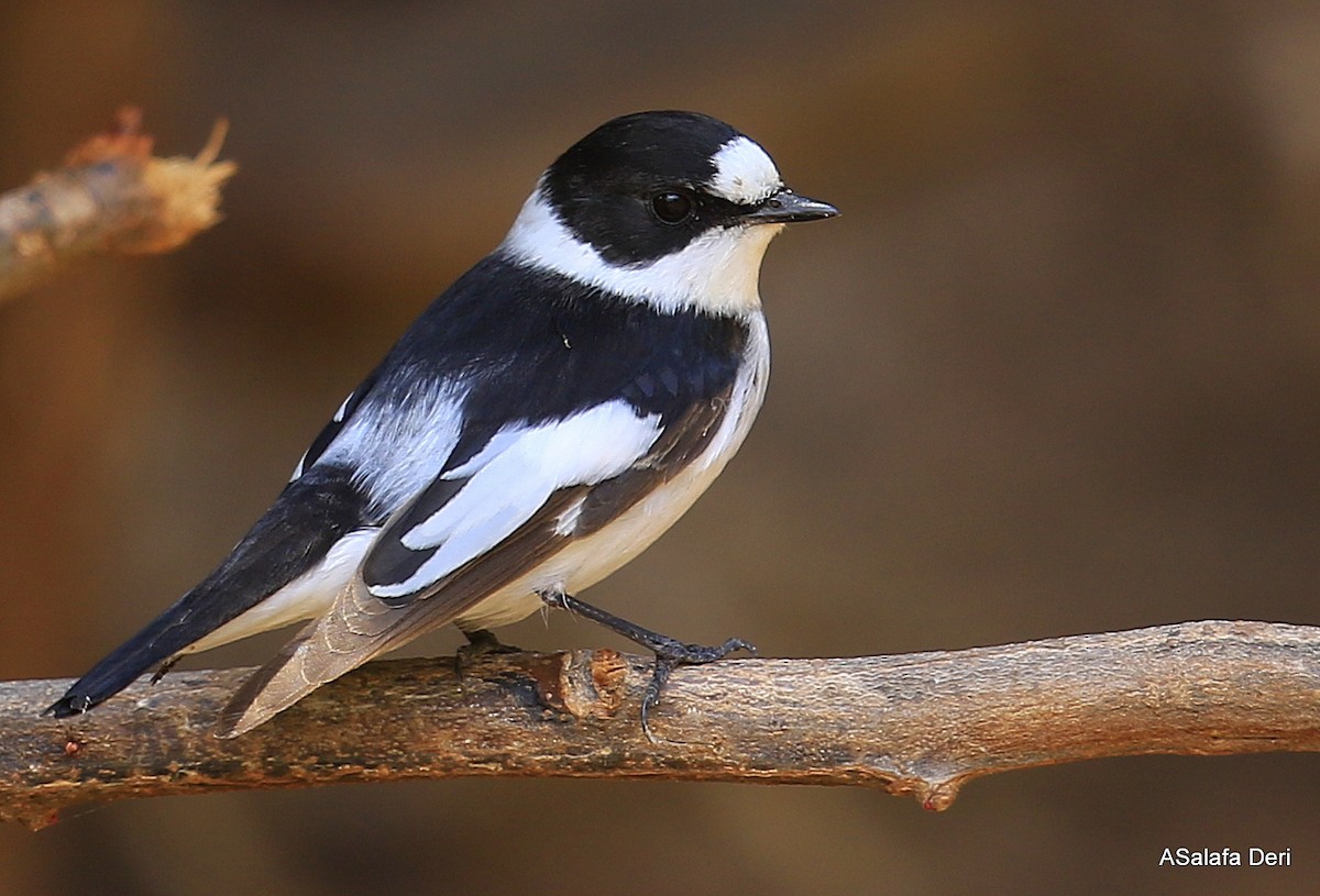 Collared Flycatcher - ML93877491