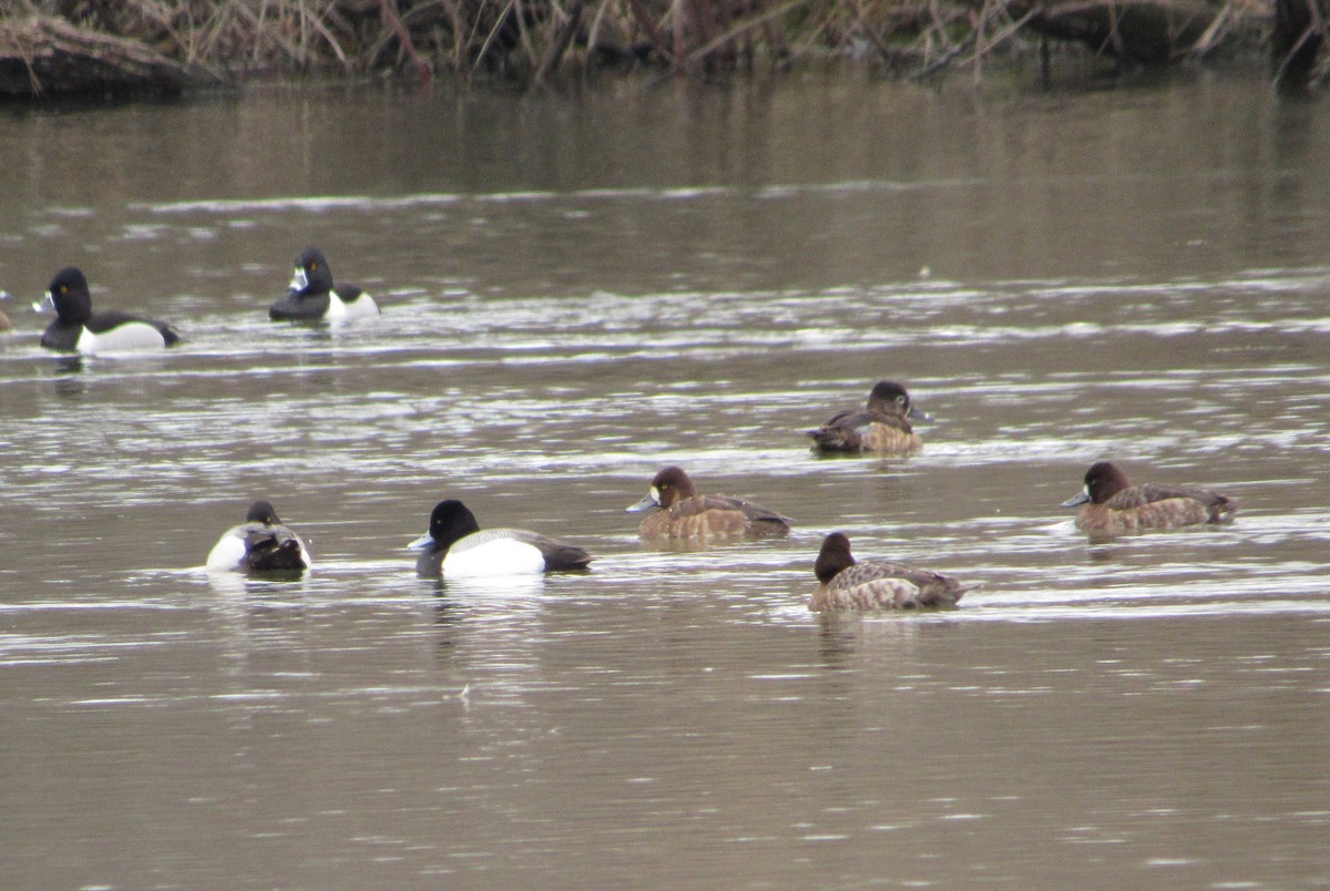 Lesser Scaup - ML93877561