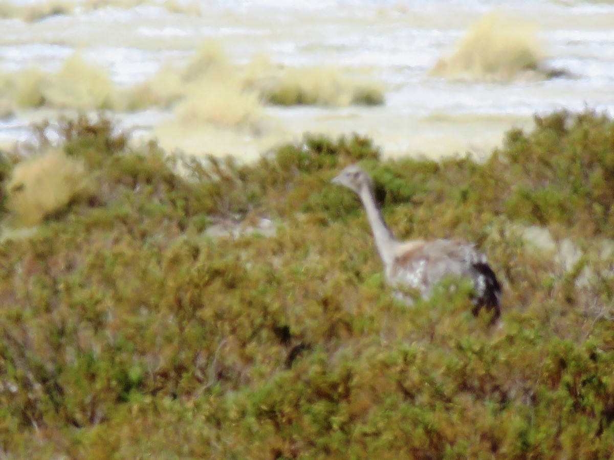 Lesser Rhea (Puna) - ML93877861