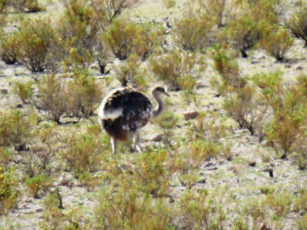 Lesser Rhea (Puna) - ML93877881