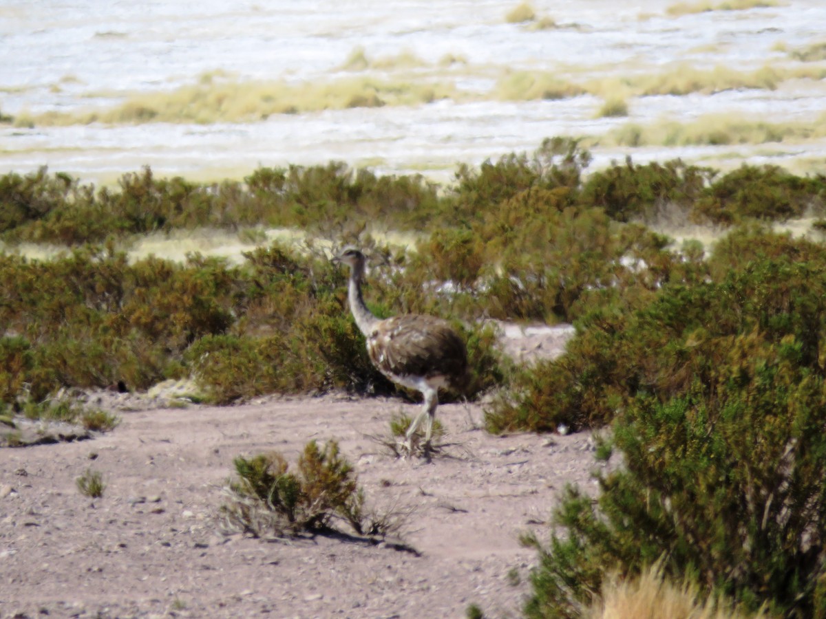 Lesser Rhea (Puna) - ML93877891