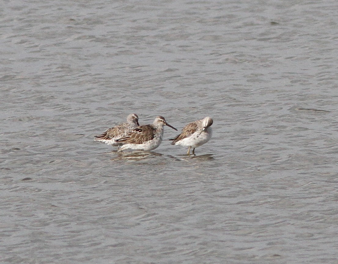 Stilt Sandpiper - ML93878301