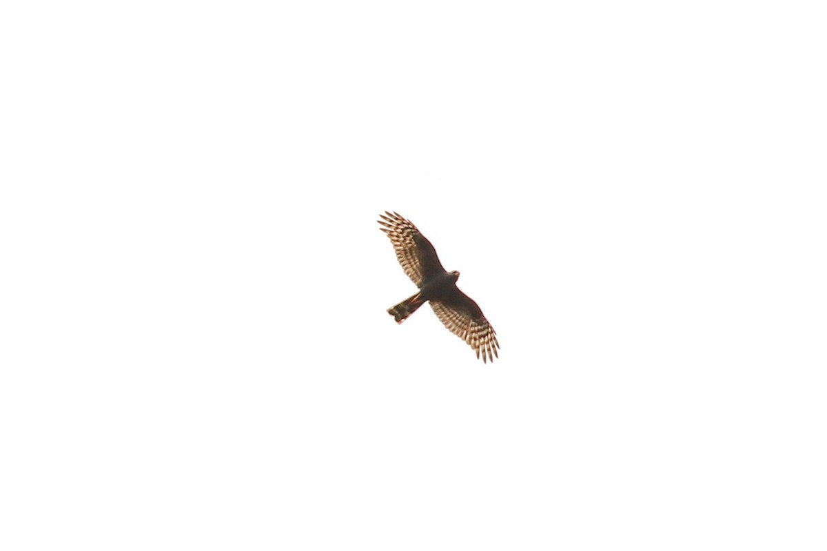 Gabar Goshawk - ML93878921