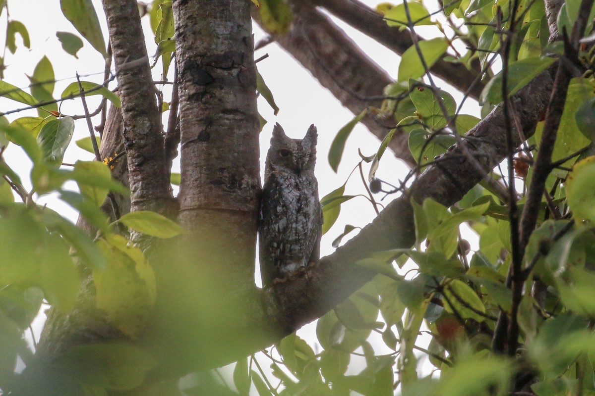 African Scops-Owl (African) - ML93879041