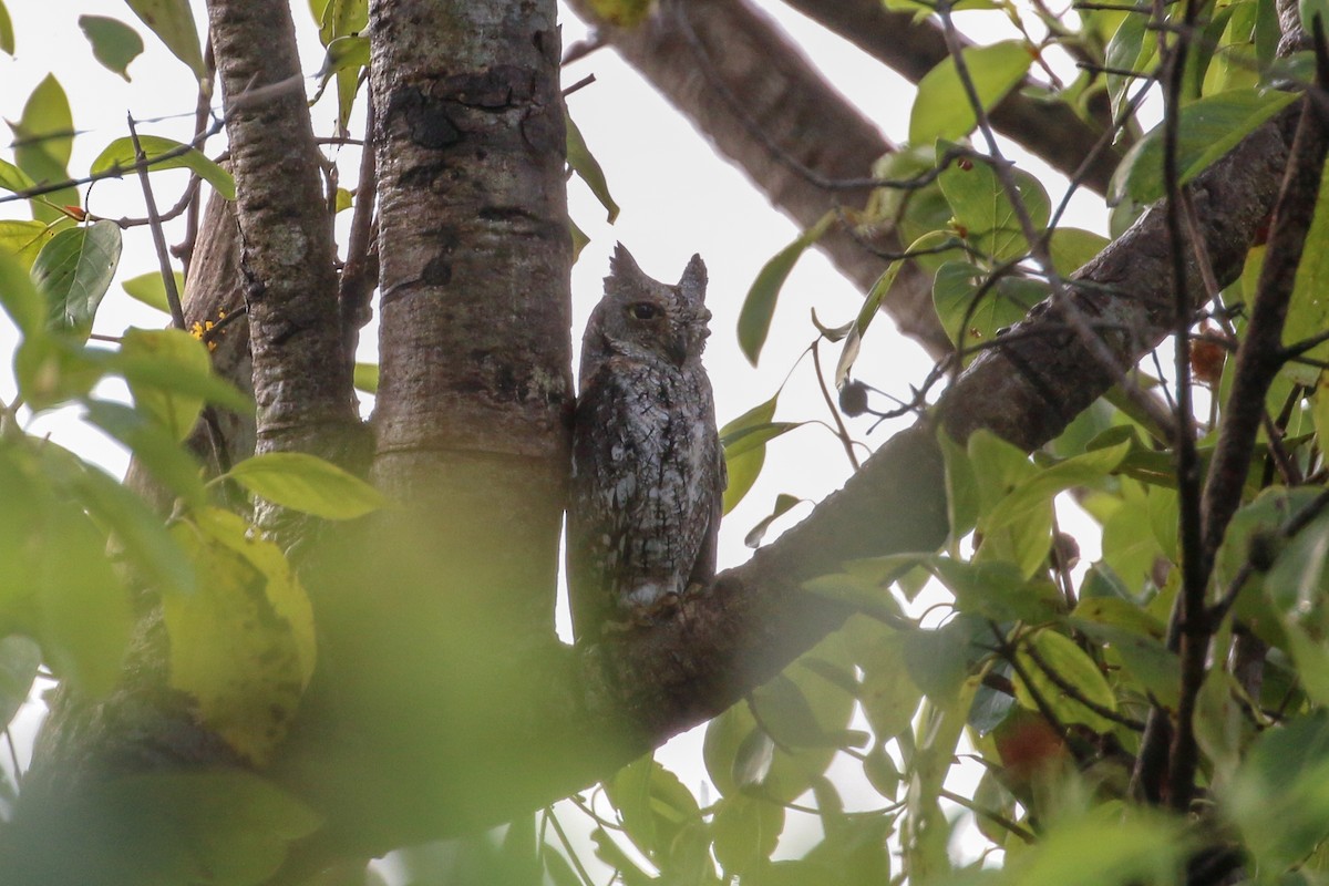 African Scops-Owl (African) - ML93879091