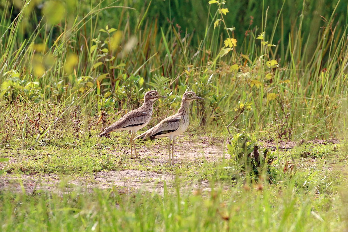 Senegal Thick-knee - ML93879121