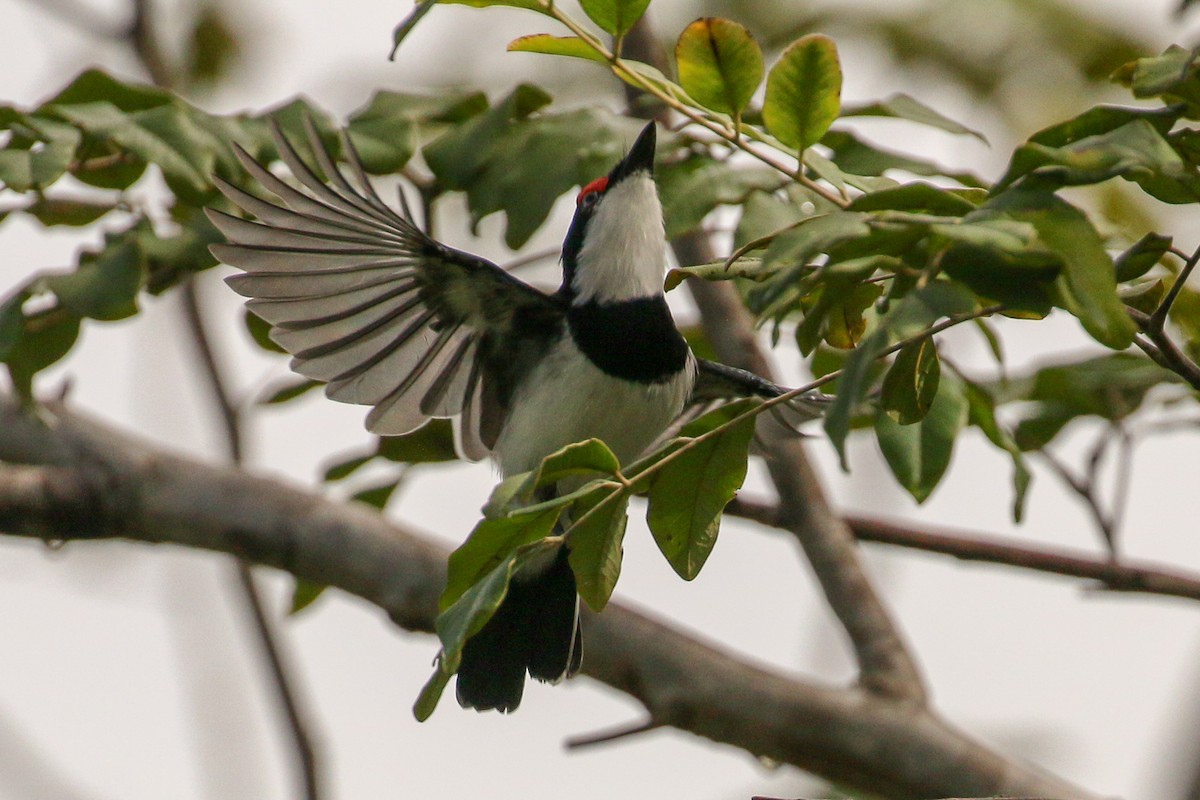 Brown-throated Wattle-eye - ML93879221