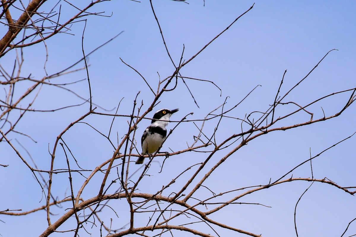 Senegal Batis - ML93879241